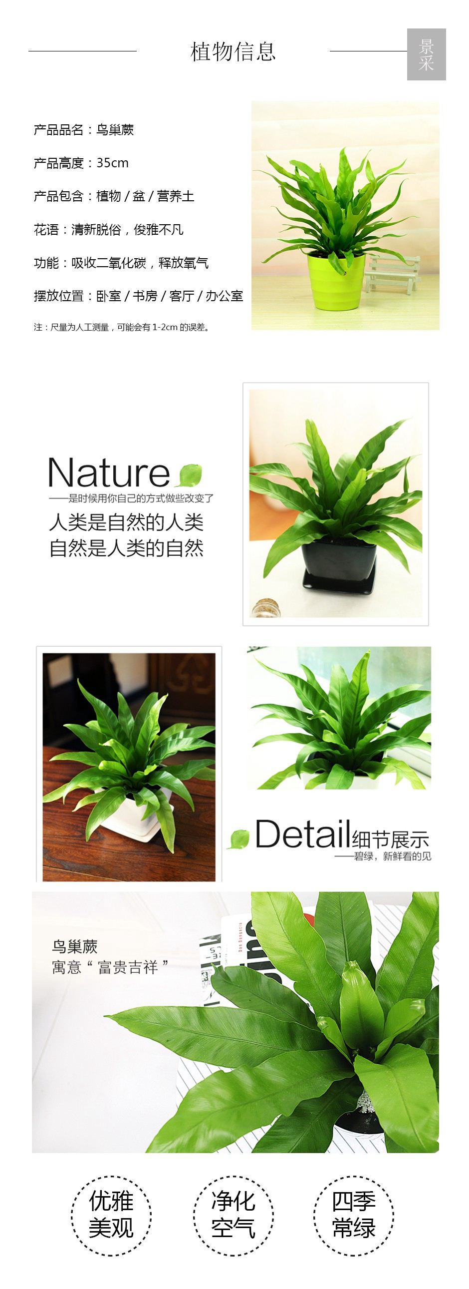 鸟巢蕨详情页.jpg