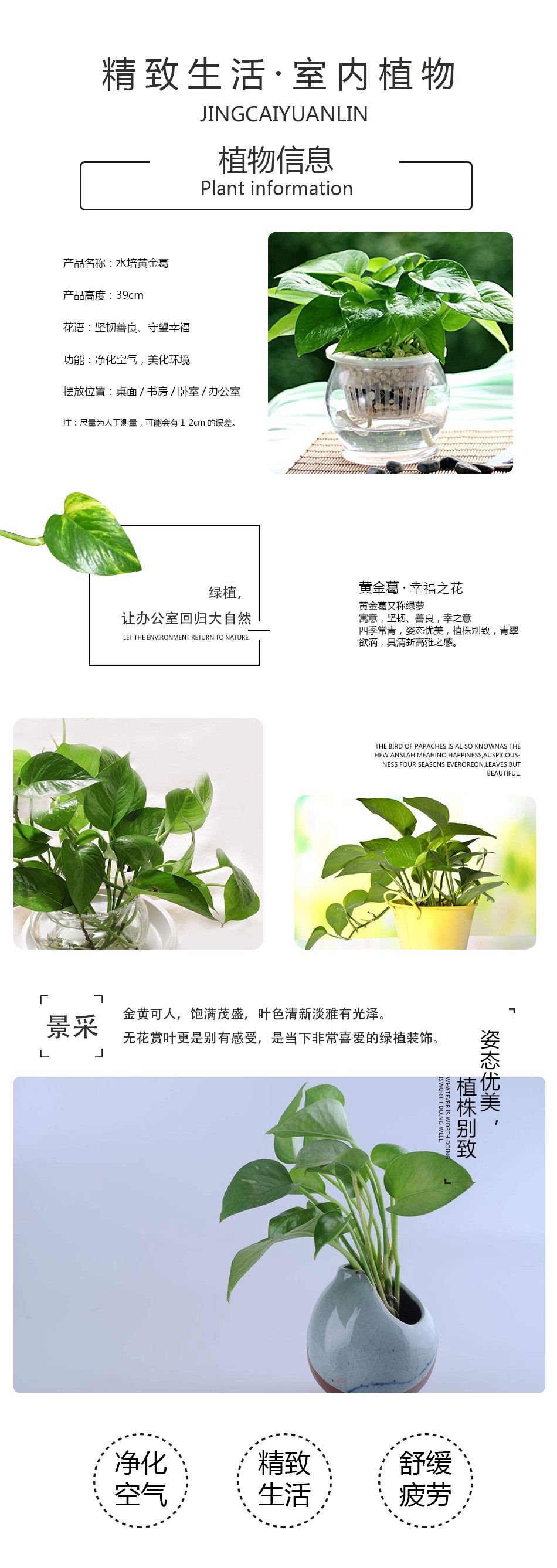 水培小绿萝详情页01.jpg