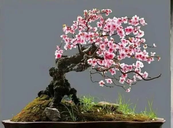 桃花.jpeg