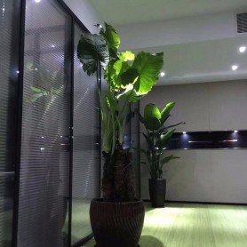 滴水观音