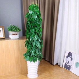 青苹果