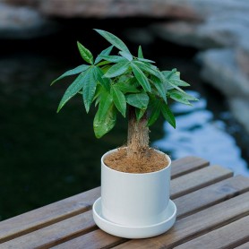 小发财树