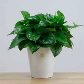 黄金葛