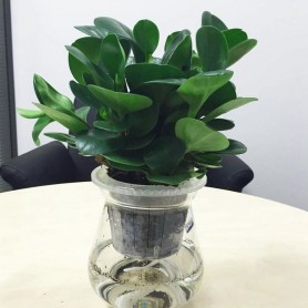 水培碧玉