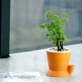 小福禄桐