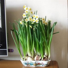 水仙花