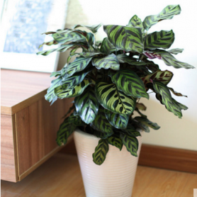 孔雀竹芋