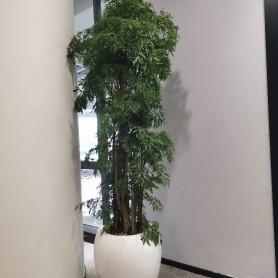 福禄桐