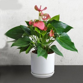 粉掌