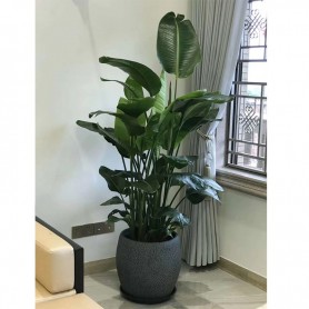 天堂鸟