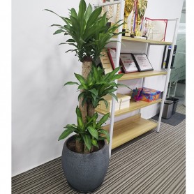 巴西木