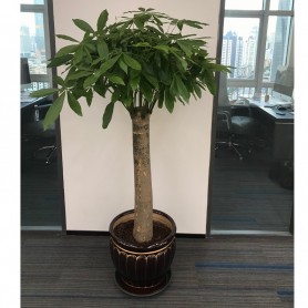 发财树