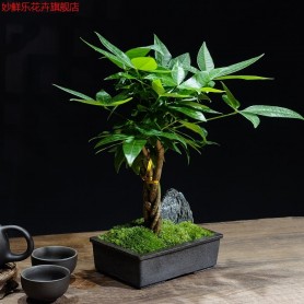 发财树盆景