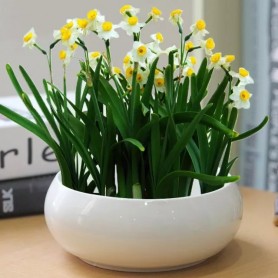 水仙花