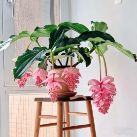 宝莲灯花