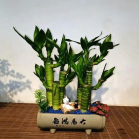 荷花竹