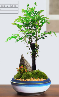 水培紫檀.png