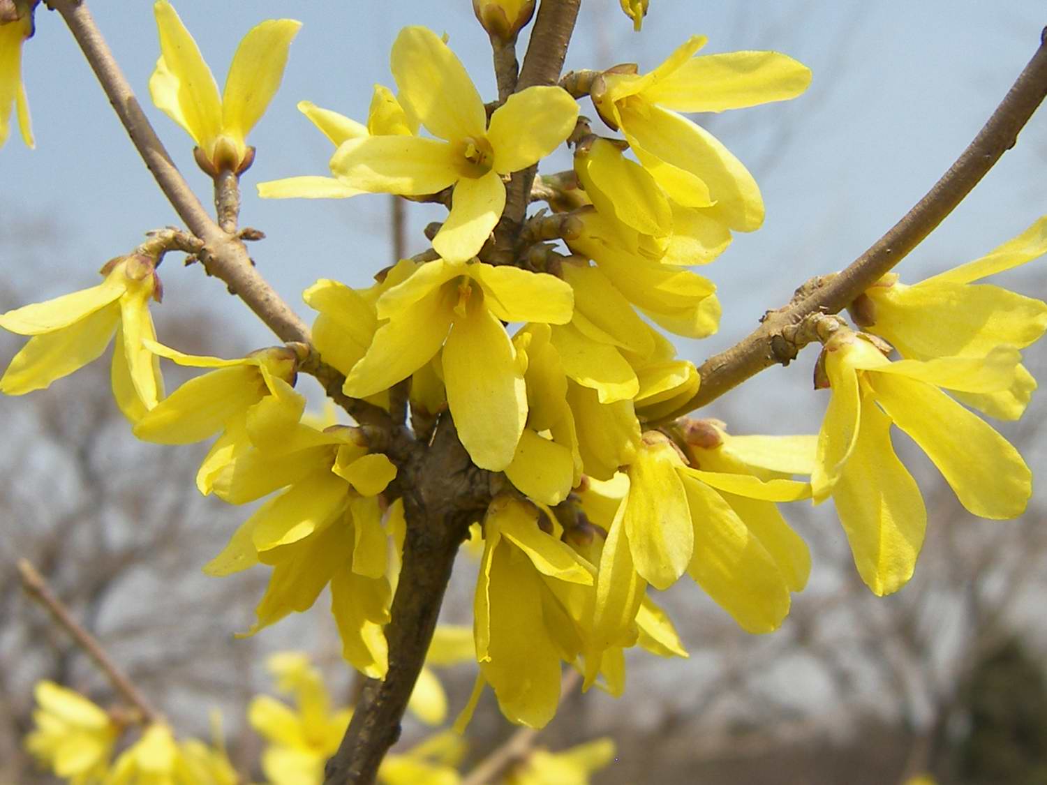 迎春花种类图片