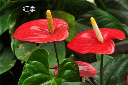 红掌.jpg