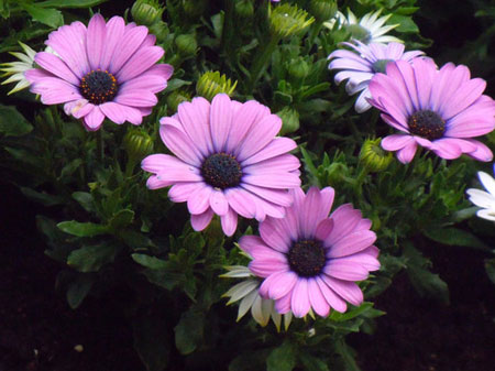 1-160H91314330-L.jpg