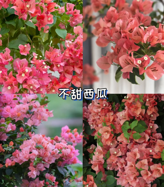 1755763349941830.png