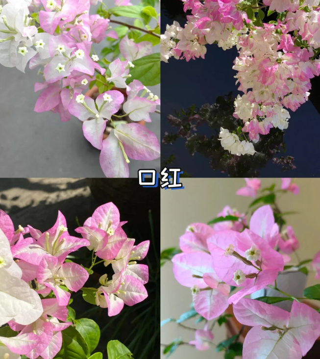 1755763406132706.png