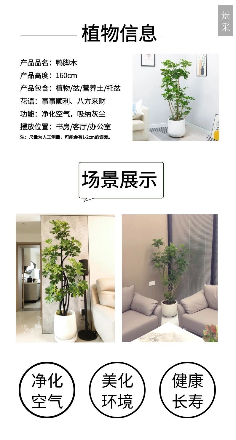 鸭脚木详情介绍.jpg