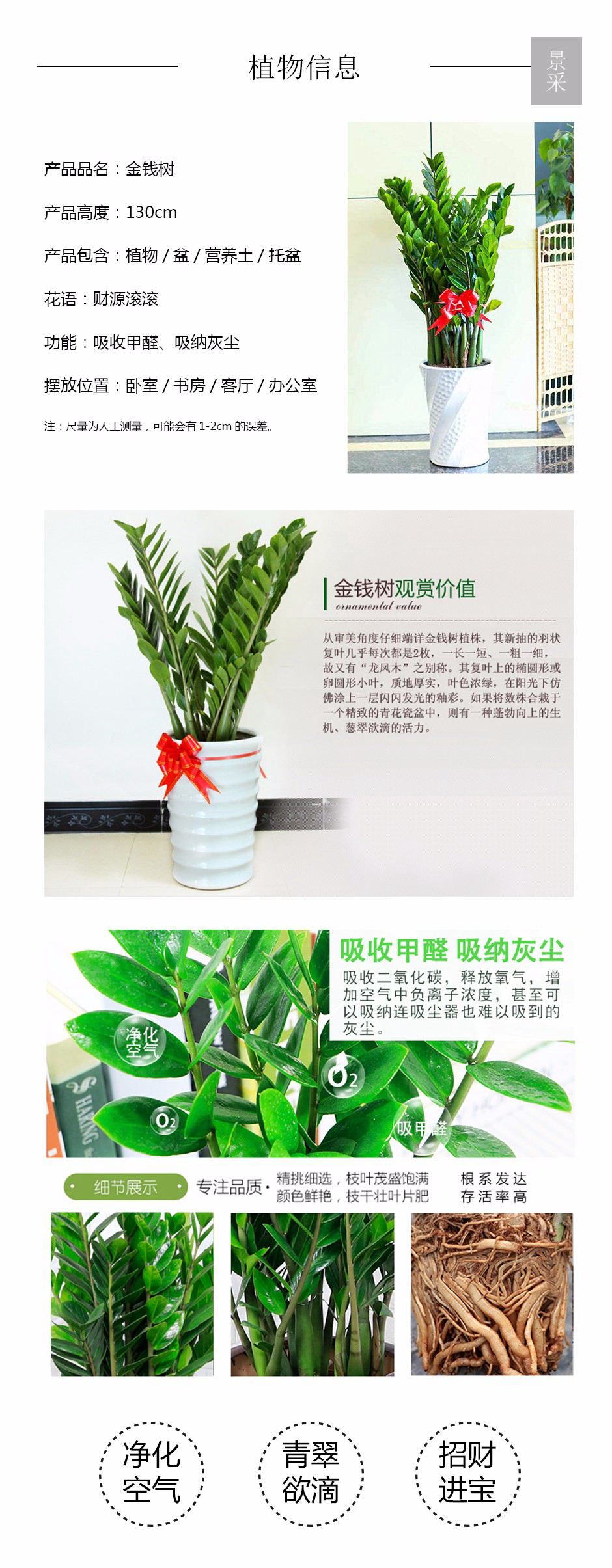 金钱树详情页.jpg