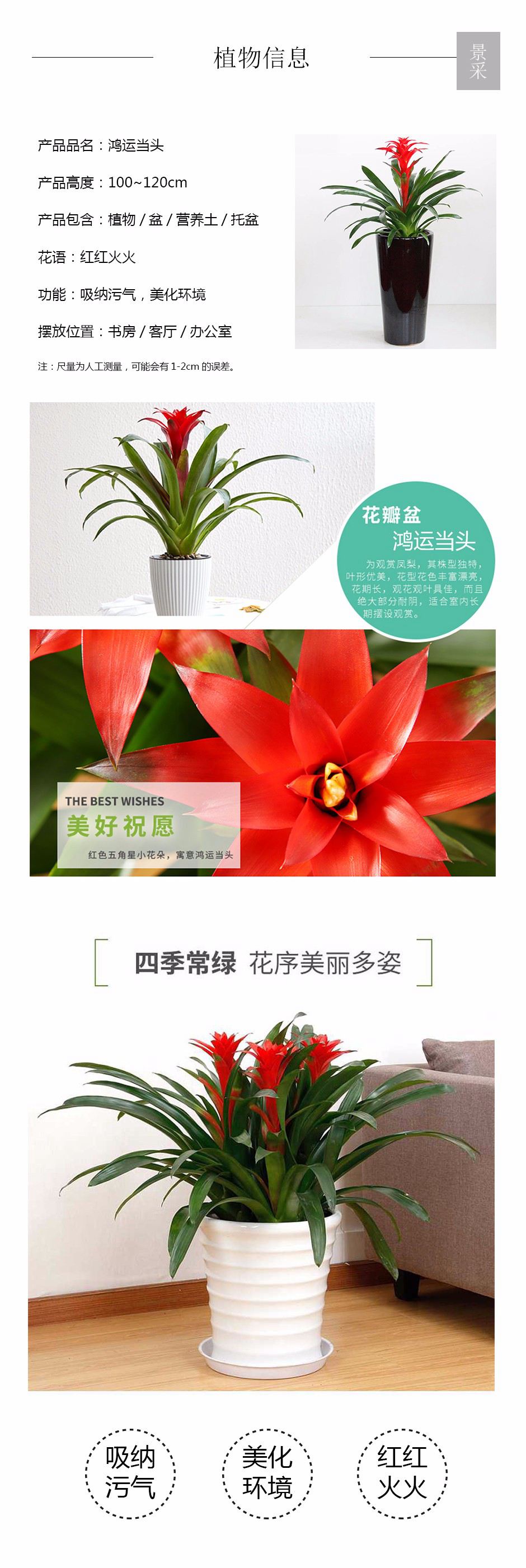 鸿运当头详情页.jpg