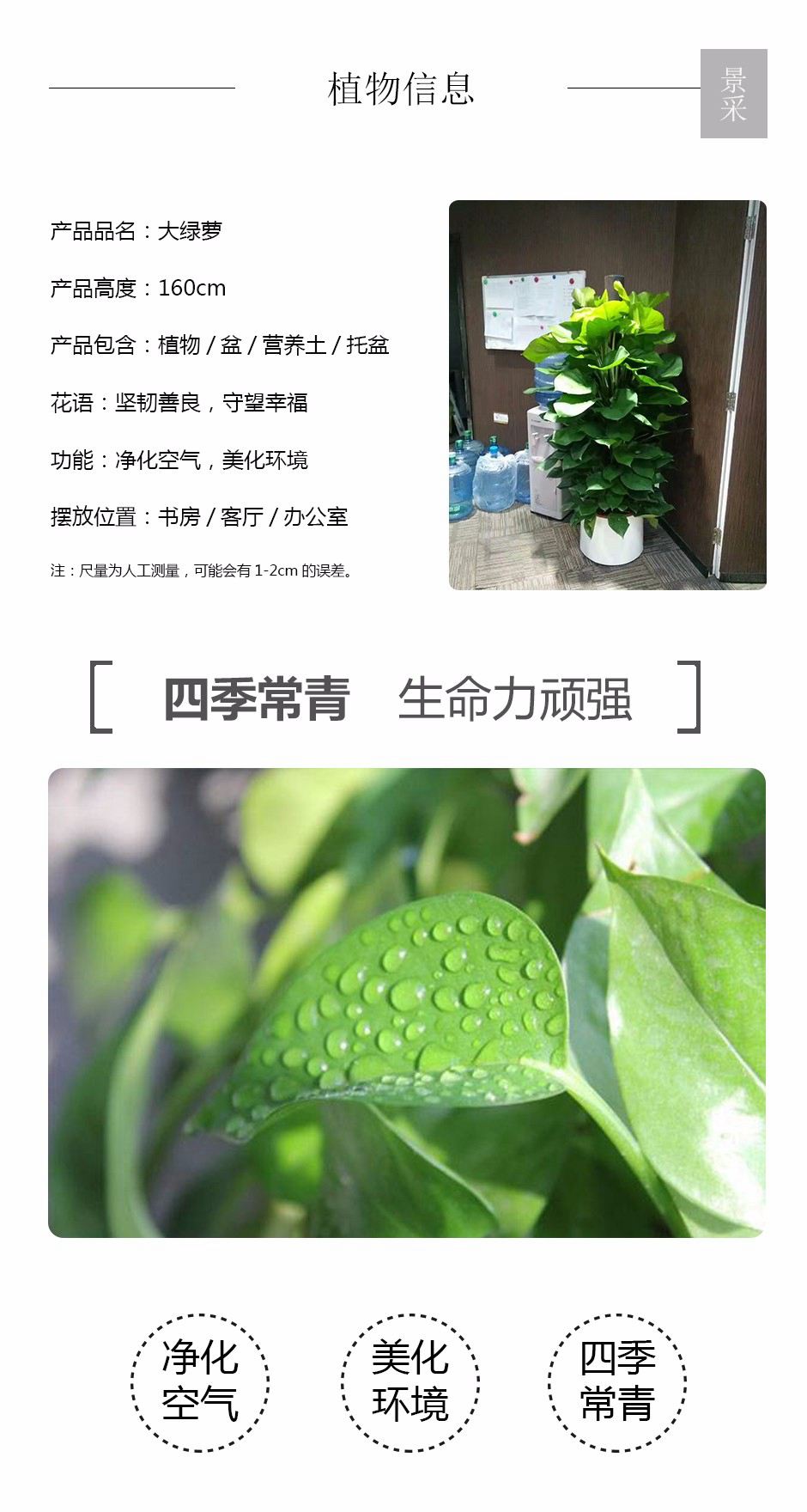 大绿萝详情页.jpg