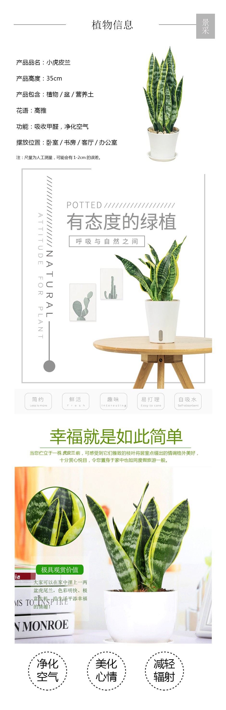 小虎皮兰详情页.jpg