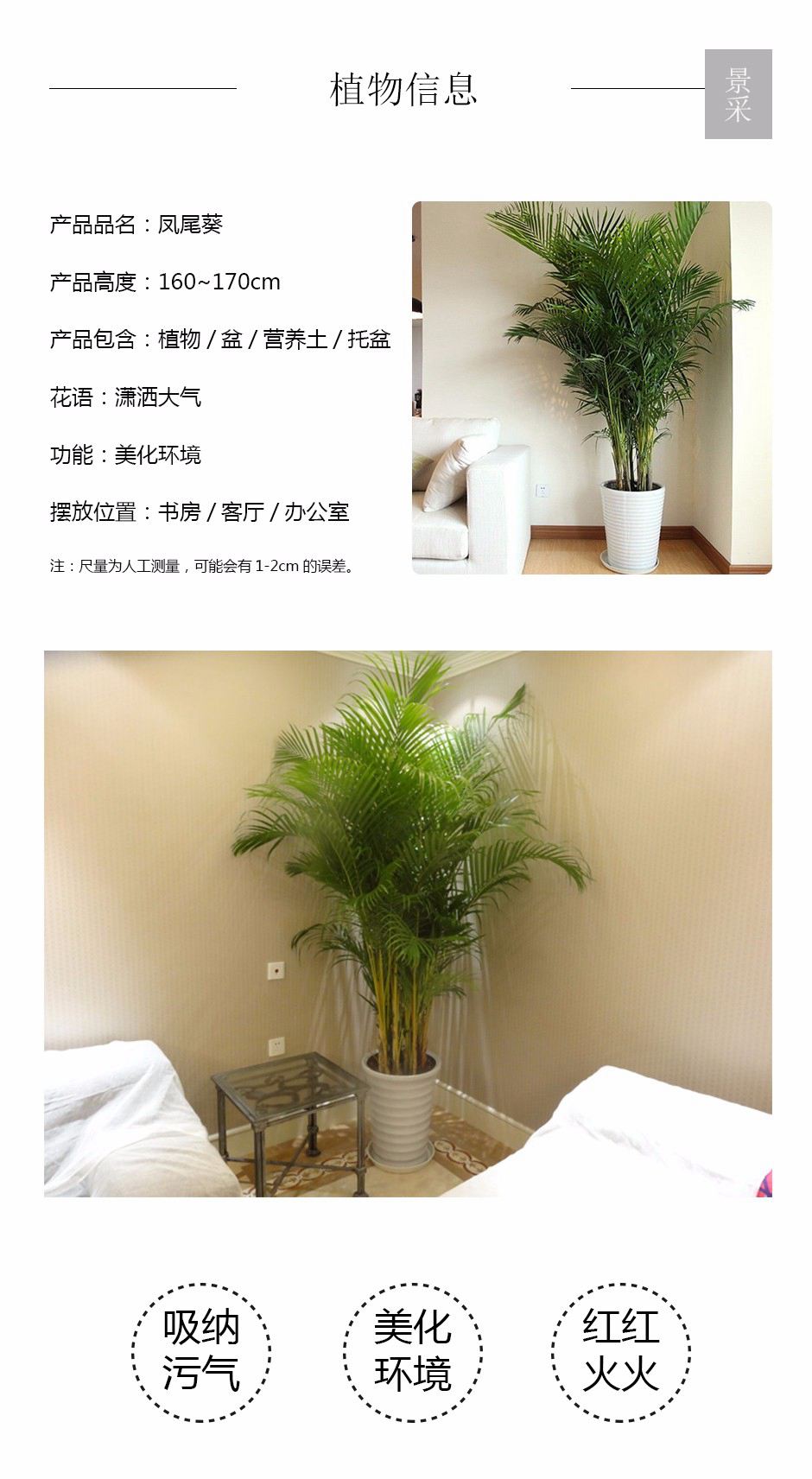 凤尾葵详情页.jpg