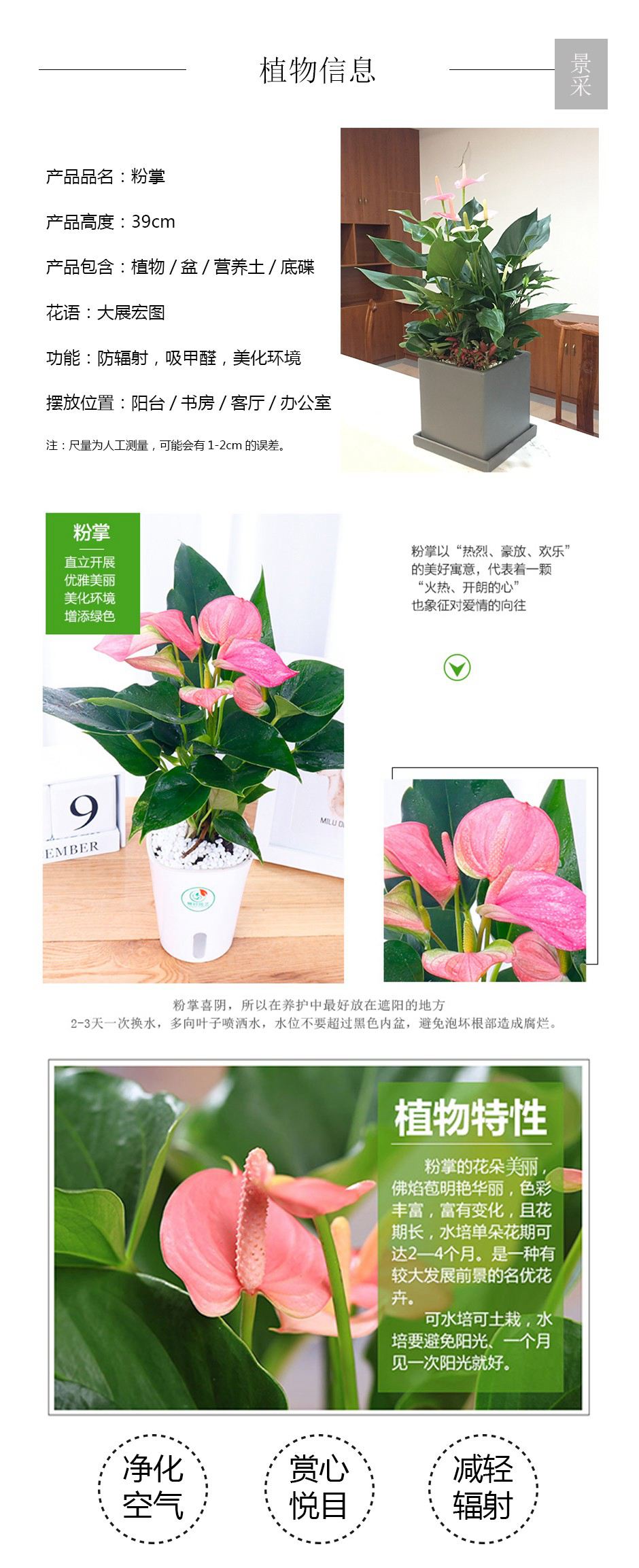 粉掌详情页.jpg