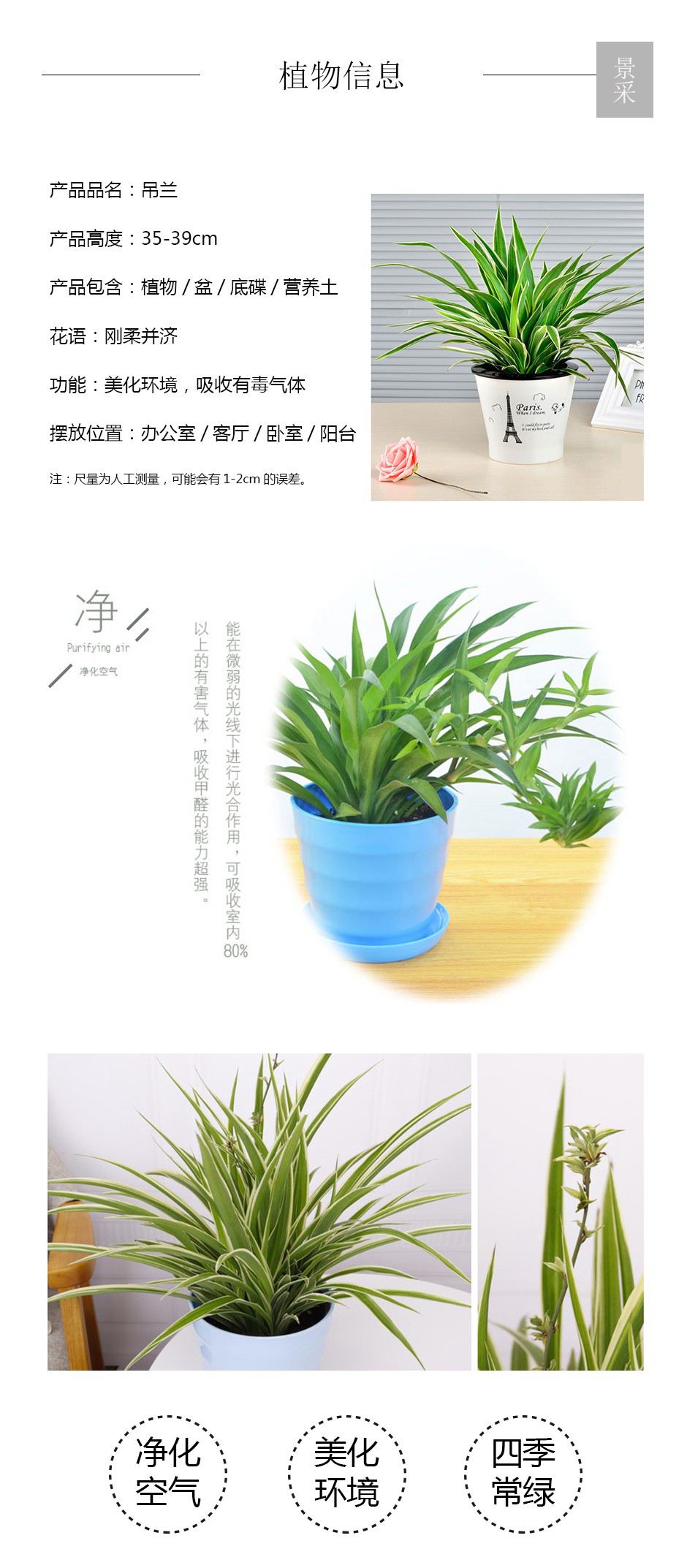 吊兰详情页.jpg