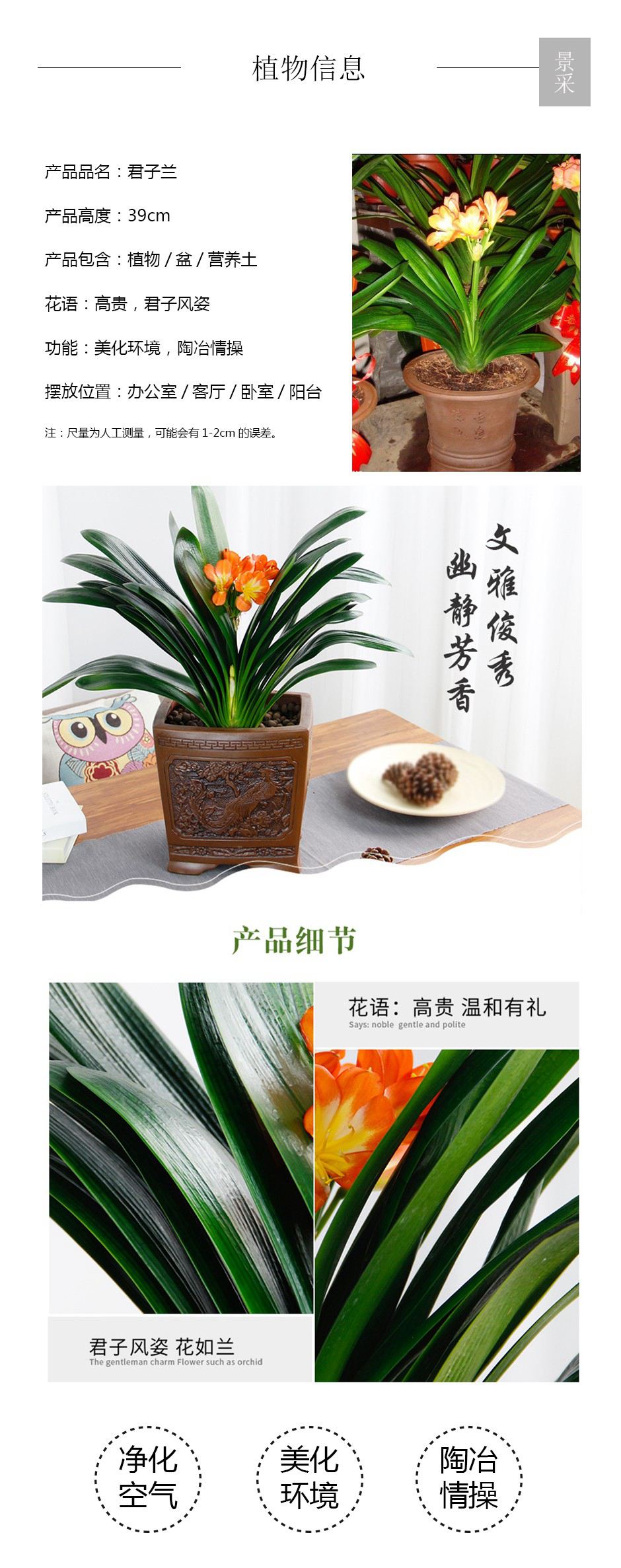 君子兰详情页.jpg