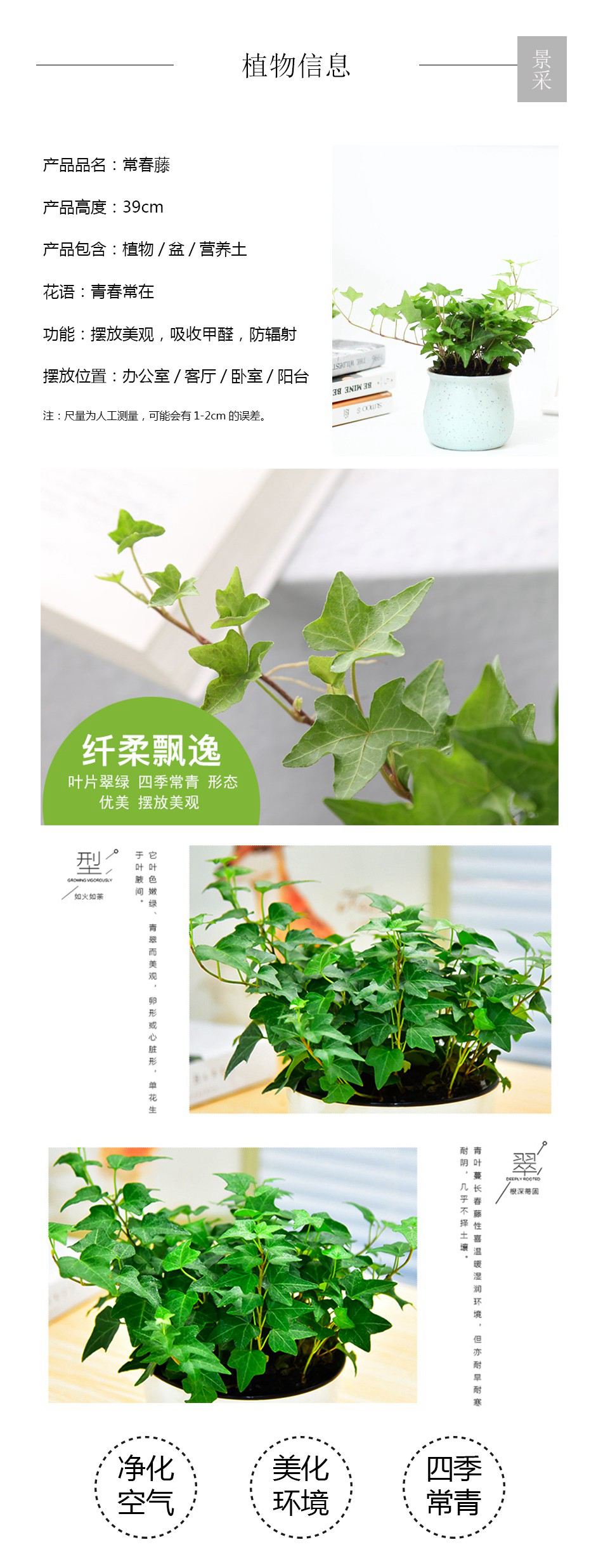 常春藤详情页.jpg