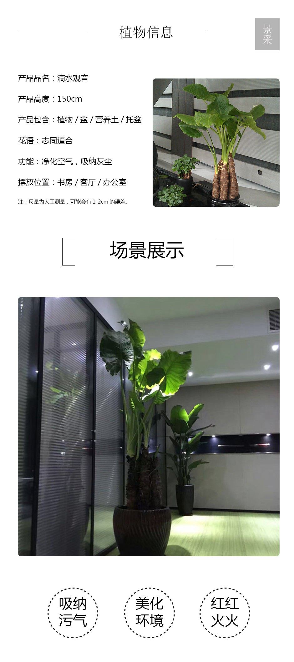 滴水观音详情页.jpg