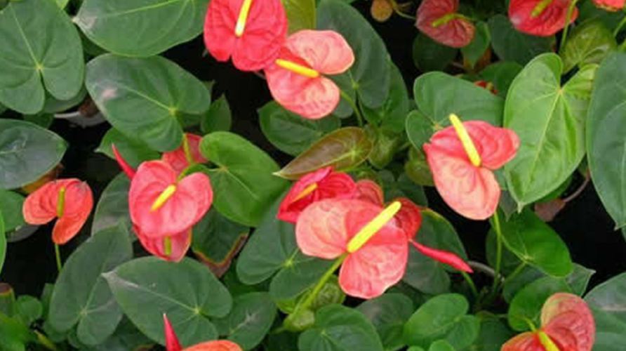 红掌的细菌性角斑02.jpg