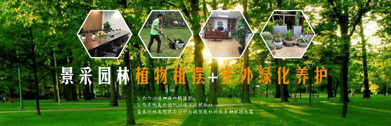 绿植租摆业务怎么谈